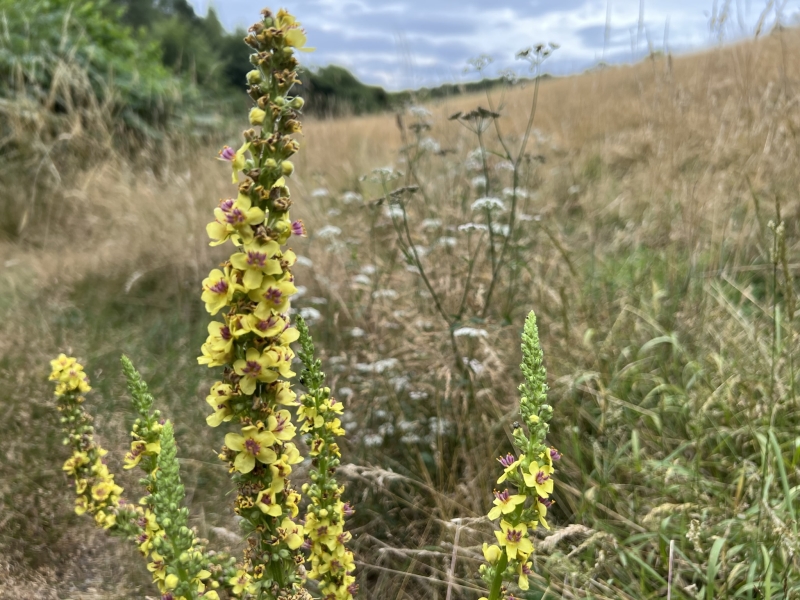 Chiltern Forage Farm